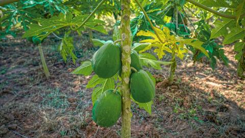 Raw Papaya